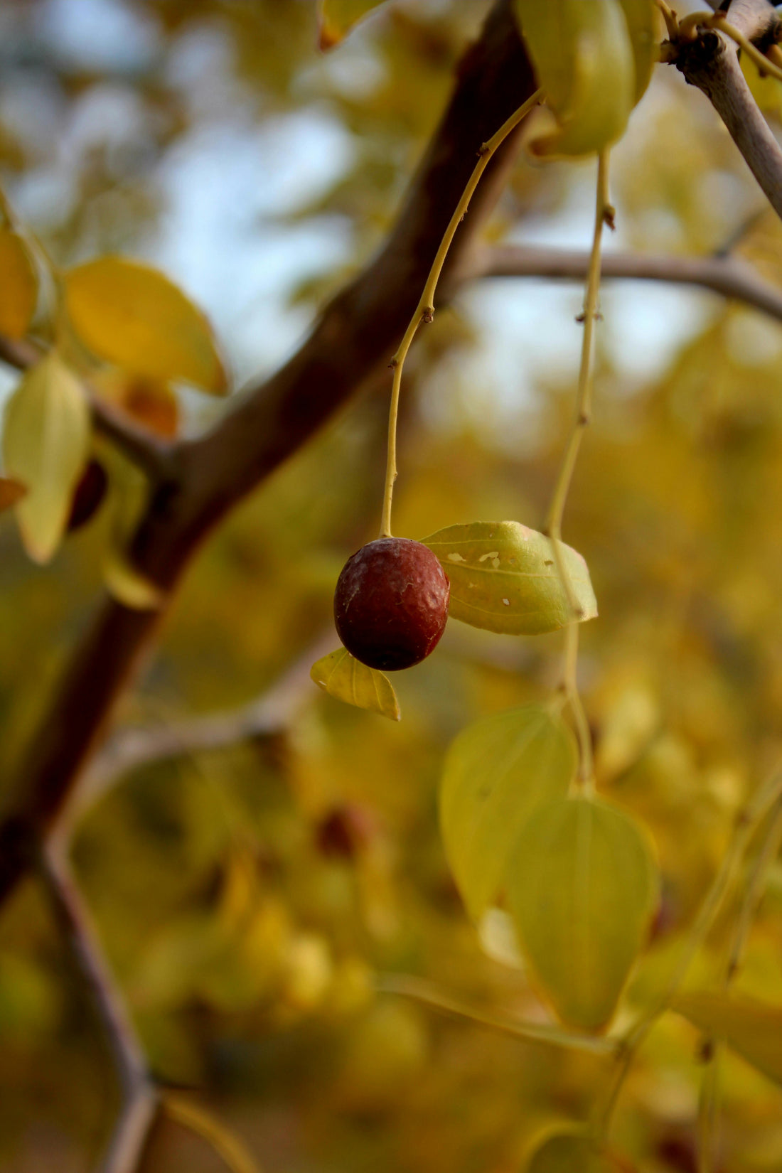 Les Feuilles de Jujubier : Bienfaits et Heritage en Medecine Prophetique et Traditionnelle